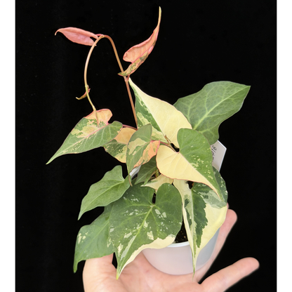 【一点もの販売】ファロピア マルチフローラ 斑入り Fallopia multiflora 'Variegata'   16
