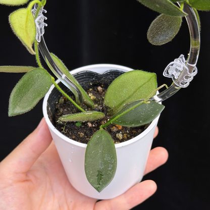 【一点もの】ホヤ トムソニー  Hoya thomsonii クリア支柱 Sサイズ仕立て
