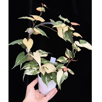 【一点もの販売】ファロピア マルチフローラ 斑入り クリア支柱Mサイズ仕立て Fallopia multiflora 'Variegata'