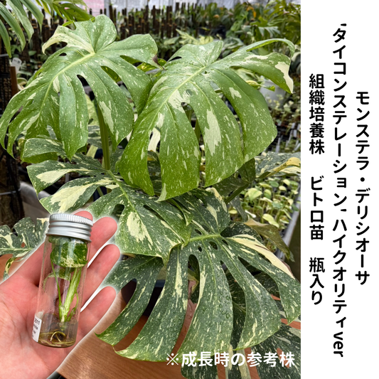 モンステラ デリシオーサ  タイコンステレーション ハイクオリティver 組織培養（Tissue Culture）株 ビトロ苗 瓶入り 無菌苗 TC株