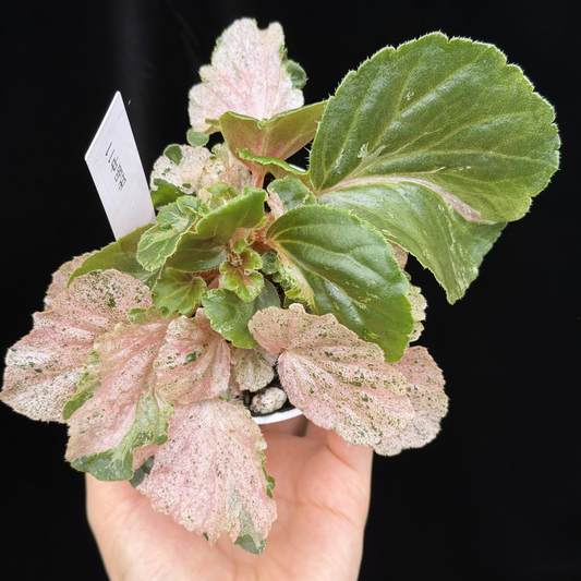 【一点もの】ベゴニア ククラータ ピンク斑入り begonia cucullata Pink variegated 希少 レア 11