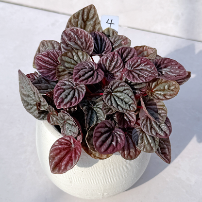 【一点もの販売】ペペロミアカペラータ 4号 陶器鉢カバー 白 4