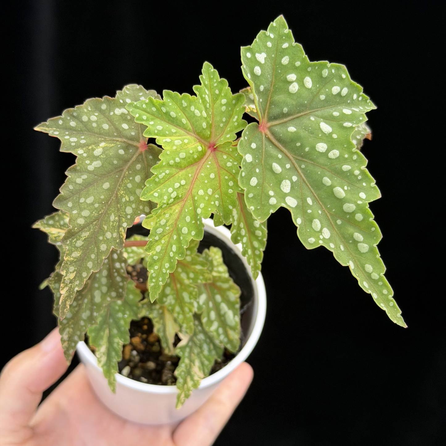【一点もの】ベゴニア 出雲の煌星 斑入り Izumo no Kiraboshi variegated 希少 激レア