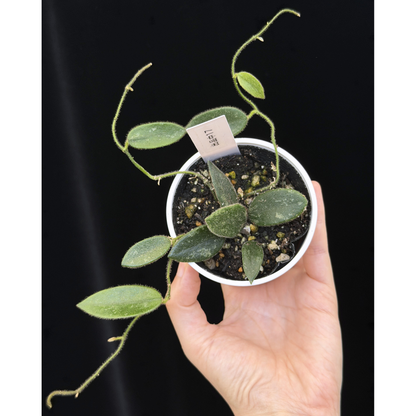 【一点もの】ホヤ トムソニー スプラッシュ Hoya thomsonii splash 17