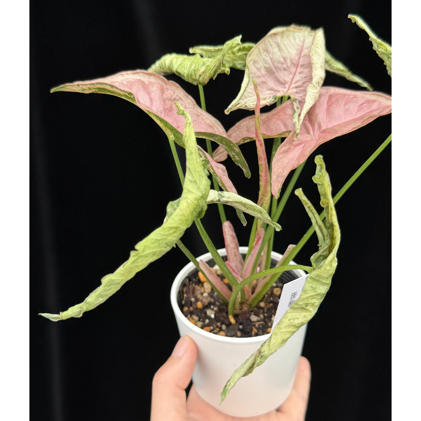 【一点もの】シンゴニウム ピンクローリー Syngonium Pink Rolli 4