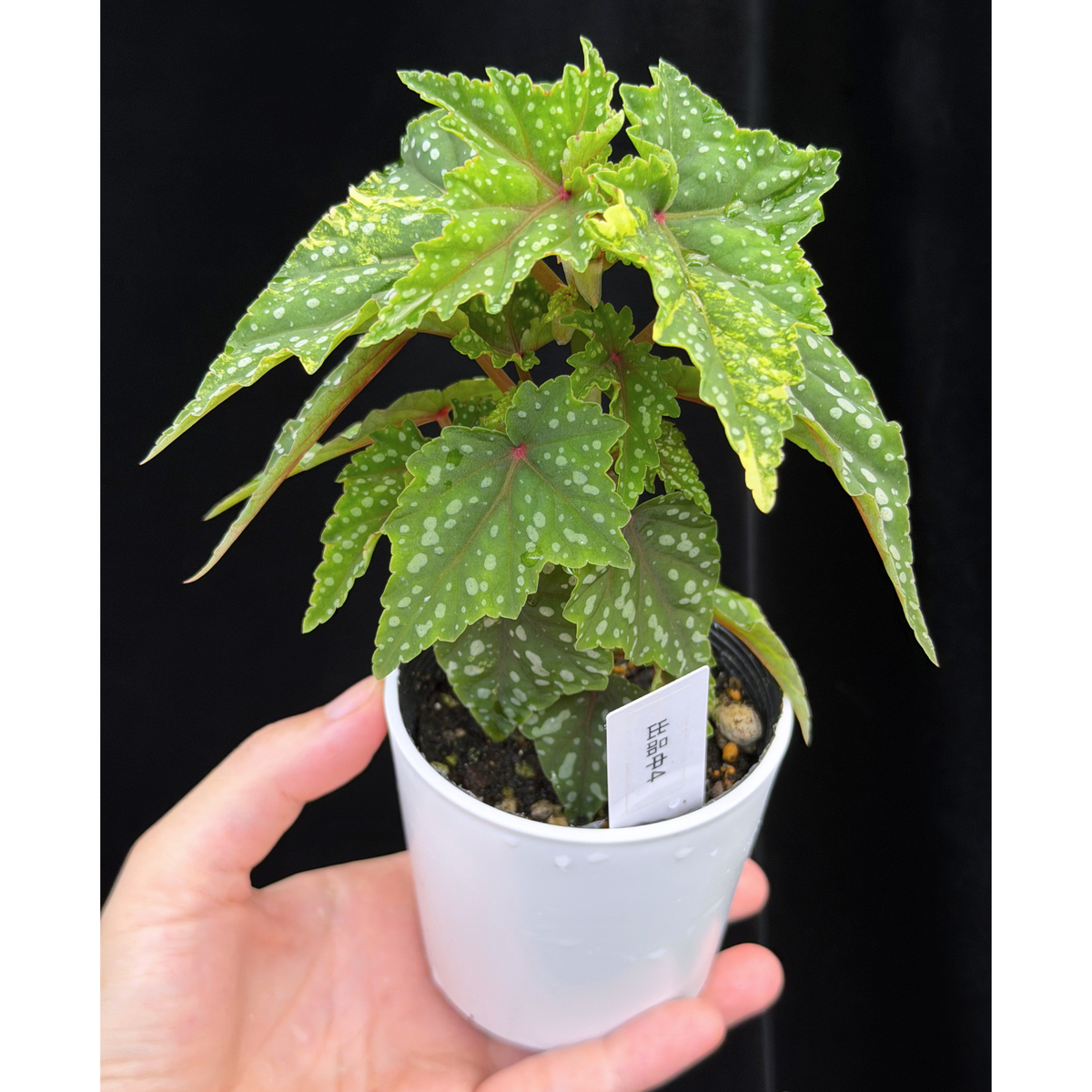 【一点もの】ベゴニア 出雲の煌星 斑入り Izumo no Kiraboshi variegated 希少 激レア 4