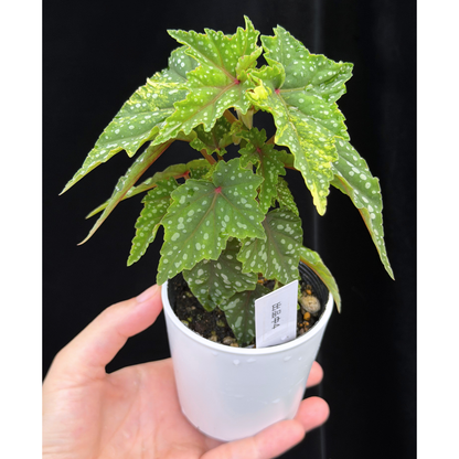 【一点もの】ベゴニア 出雲の煌星 斑入り Izumo no Kiraboshi variegated 希少 激レア 4