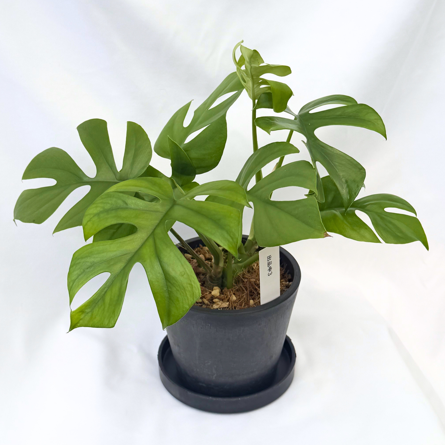 【一点もの】ヒメモンステラ 4号 BLACK PLASTIC POT 受け皿付き ねこチップ 3