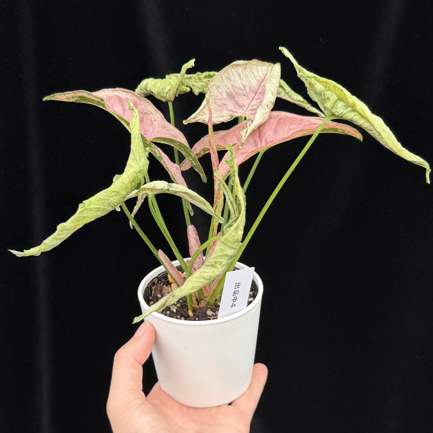 【一点もの】シンゴニウム ピンクローリー Syngonium Pink Rolli 4