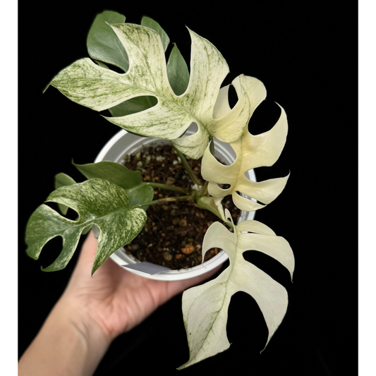 【一点もの】ラフィドフォラ テトラスペルマ ホワイトモンスター 斑入り ヒメモンステラ