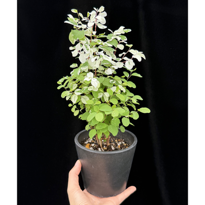 【一点もの】ヨウシュコバンノキ 4号 BLACK PLASTIC POT 受け皿付き