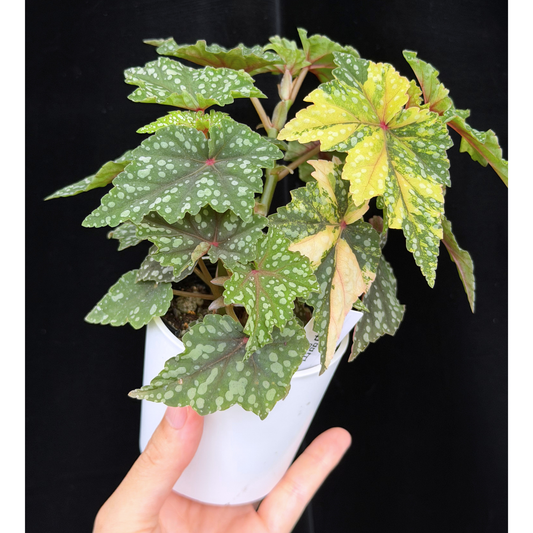 【一点もの】ベゴニア 出雲の煌星 斑入り Izumo no Kiraboshi variegated 希少 激レア 1