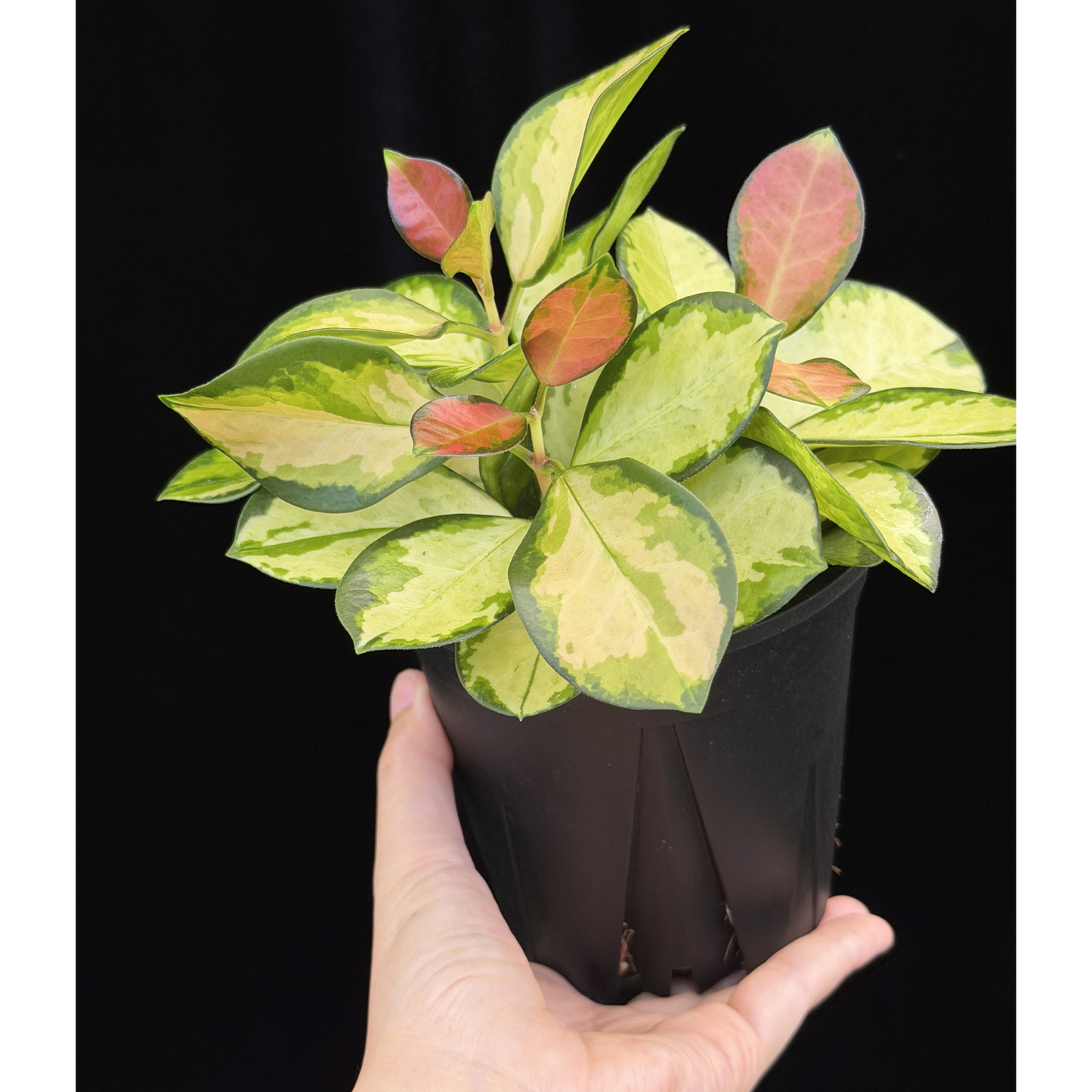 【一点もの】ホヤ オーストラリス リサ 3株植え 4号 ねこチップ