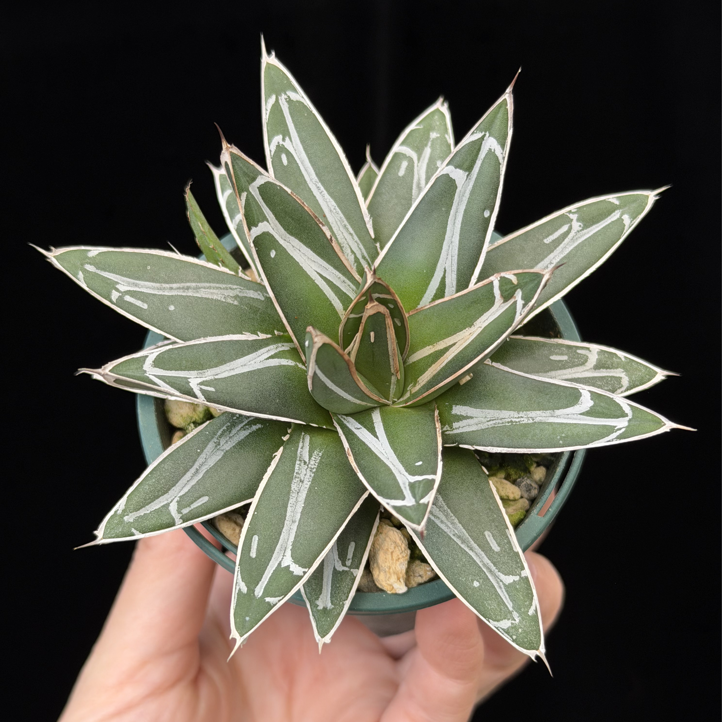 【一点もの】アガベ ビクトリアレジーナ "笹の雪" 2.5号 スリット鉢