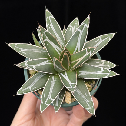 【一点もの】アガベ ビクトリアレジーナ "笹の雪" 2.5号 スリット鉢