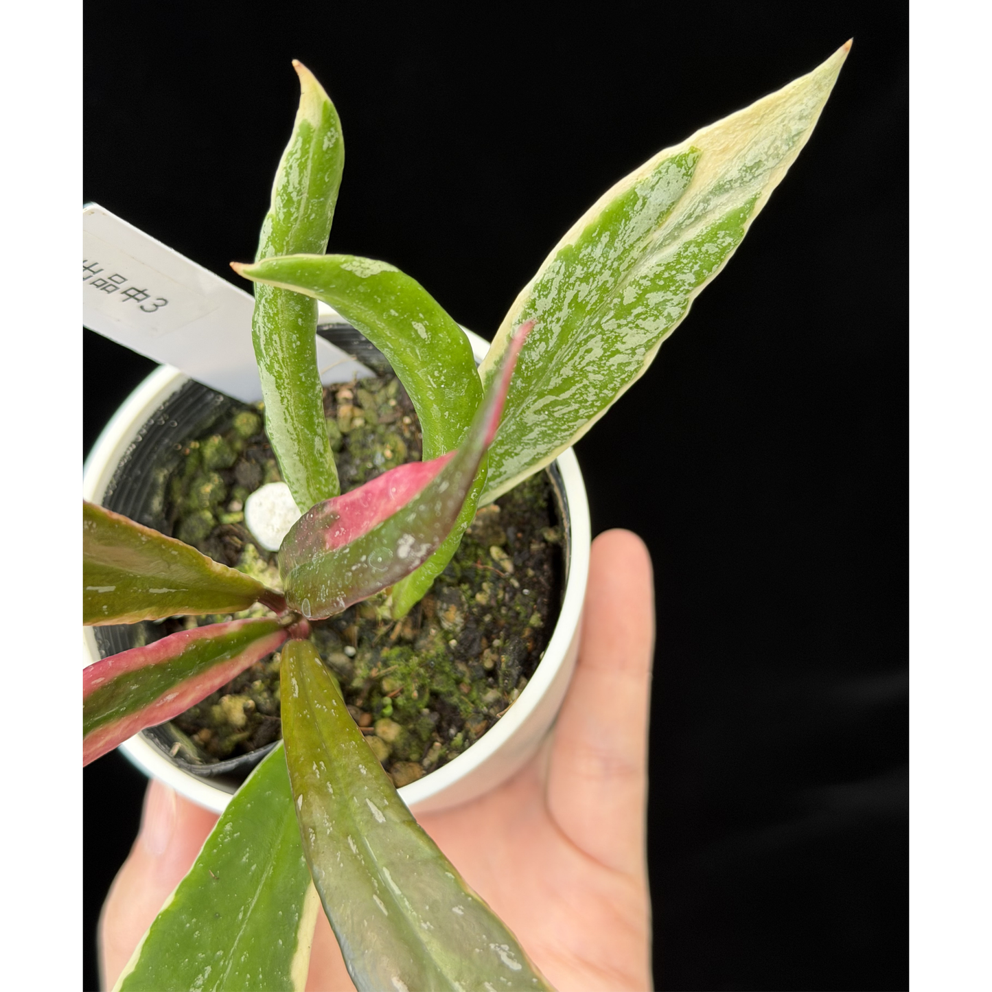 【一点もの】Hoya Pubicalyx Pink Silver albomarginata splash 希少 レア 3