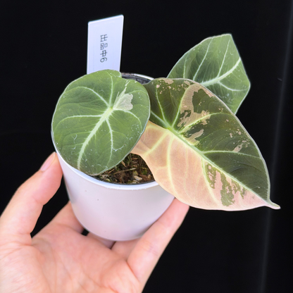 【一点もの】アロカシア ブラックベルベット ピンク斑入り Alocasia Black Velvet Pink Variegated レア 希少 6