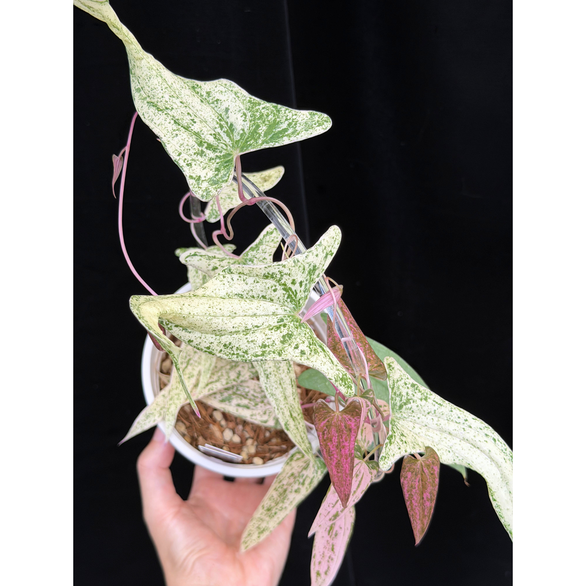 【一点もの】Dioscorea garrettii ‘Pixel’　ねこチップSS植え 激レア 3