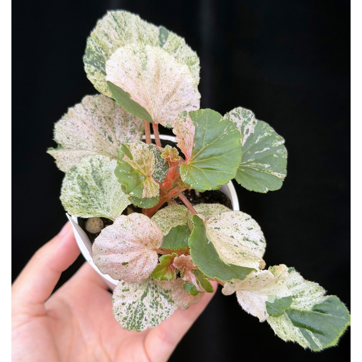 【一点もの】ベゴニア ククラータ ピンク斑入り begonia cucullata Pink variegated 希少 レア 3