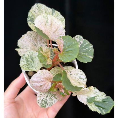 【一点もの】ベゴニア ククラータ ピンク斑入り begonia cucullata Pink variegated 希少 レア 3