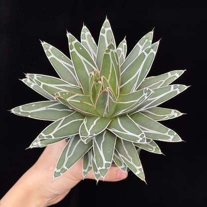 【一点もの】アガベ ビクトリアレジーナ "笹の雪" 3号 ロング SMOKED PLANTER T95 いぶし瓦と同じ製法を用いたテラコッタ鉢