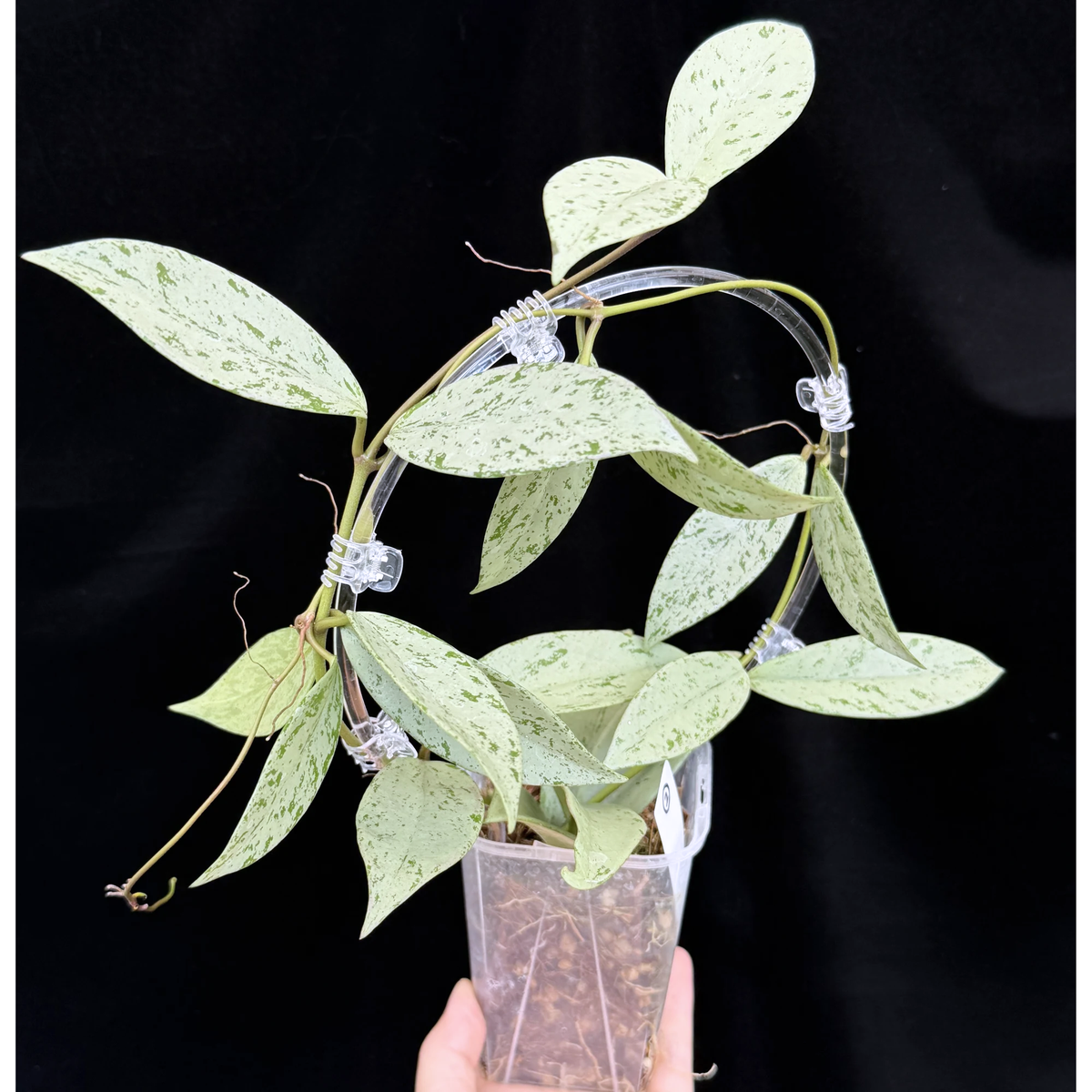 【一点もの】ホヤ プビカリクス シルバーゴースト Hoya Pubicalyx silver ghost  希少 レア ねこチップ ネガミエル3号 クリア支柱Mサイズ 2