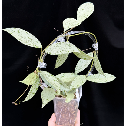 【一点もの】ホヤ プビカリクス シルバーゴースト Hoya Pubicalyx silver ghost  希少 レア ねこチップ ネガミエル3号 クリア支柱Mサイズ 2