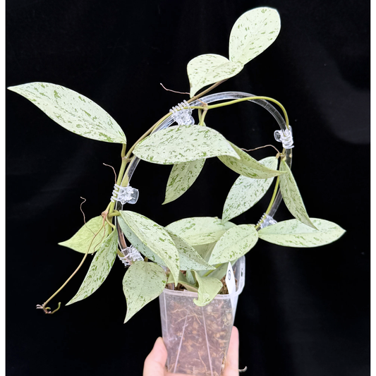 【一点もの】ホヤ プビカリクス シルバーゴースト Hoya Pubicalyx silver ghost  希少 レア ねこチップ ネガミエル3号 クリア支柱Mサイズ 2