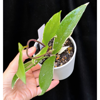 【一点もの】ホヤ プビカリクス ピンクシルバー アルボマギナータ スプラッシュ Hoya Pubicalyx pink silver albomarginata splash 希少 レア