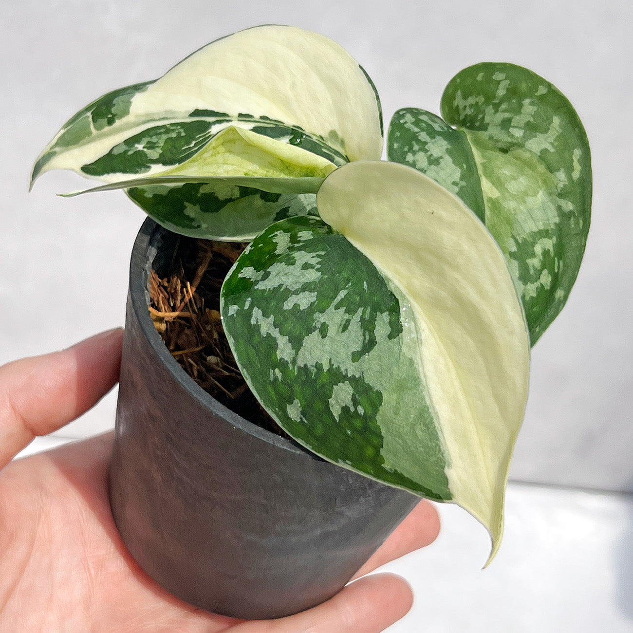 観葉植物 – Page 14 – inakougei