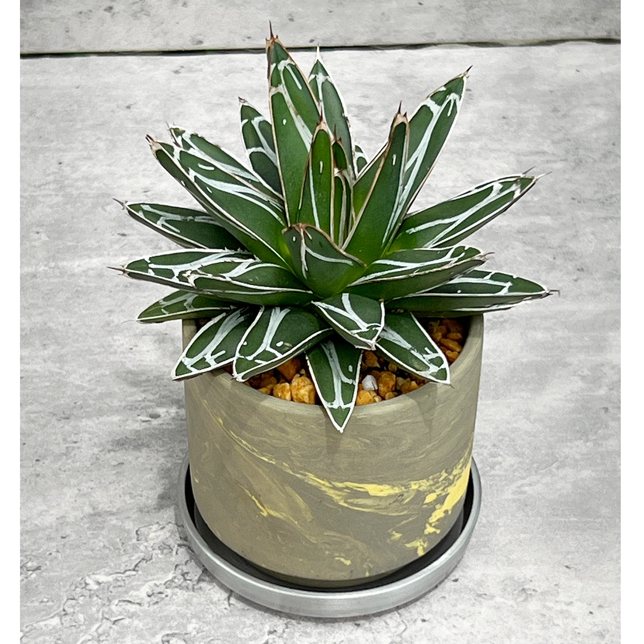 【現品販売】アガベ 笹雪 3号 SOIL POT 水ゴテ 陶器鉢 アルミ 受け皿