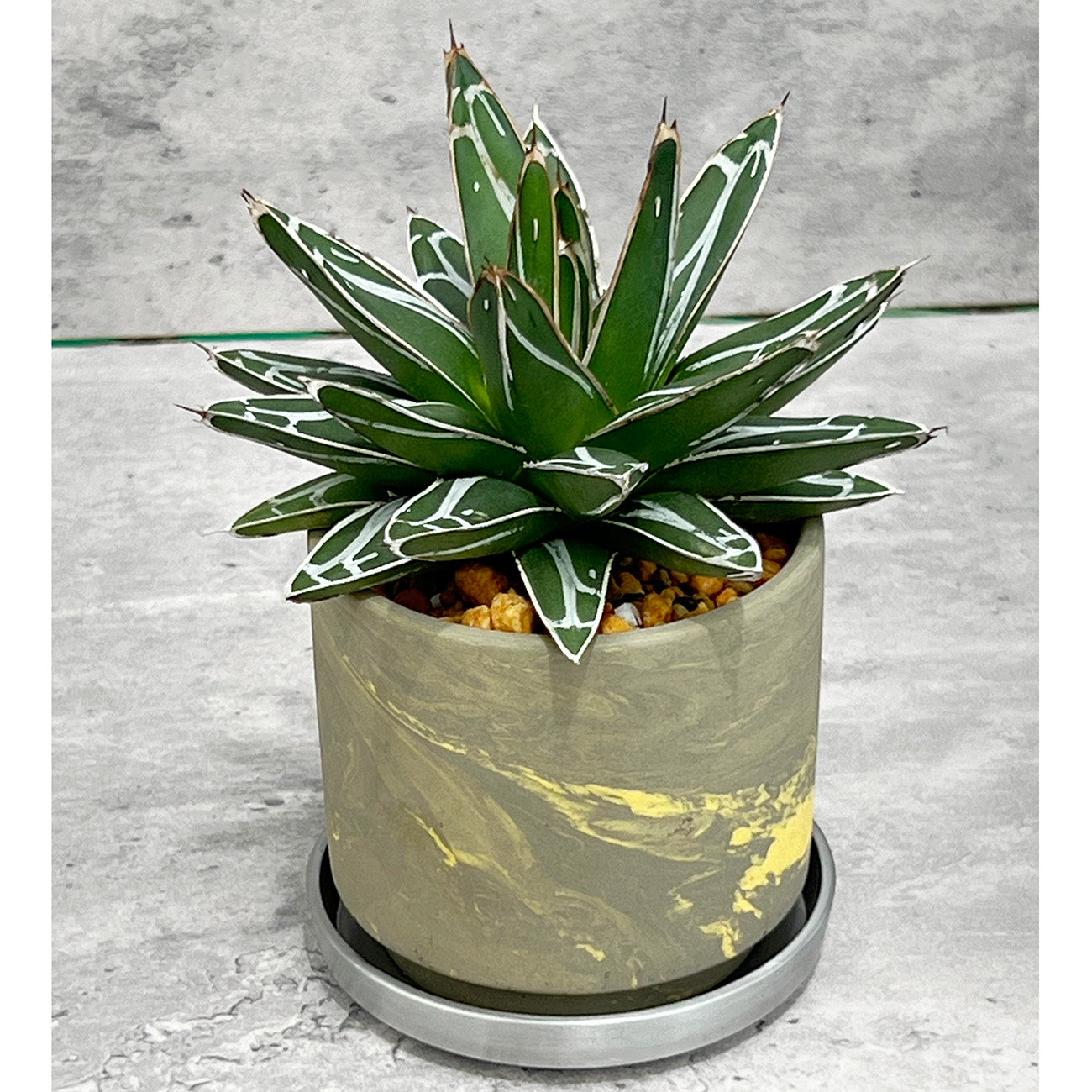 【現品販売】アガベ 笹雪 3号 SOIL POT 水ゴテ 陶器鉢 アルミ 受け皿