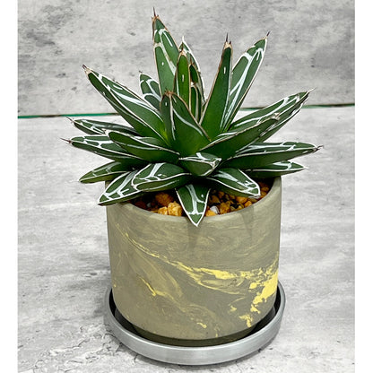【現品販売】アガベ 笹雪 3号 SOIL POT 水ゴテ 陶器鉢 アルミ 受け皿