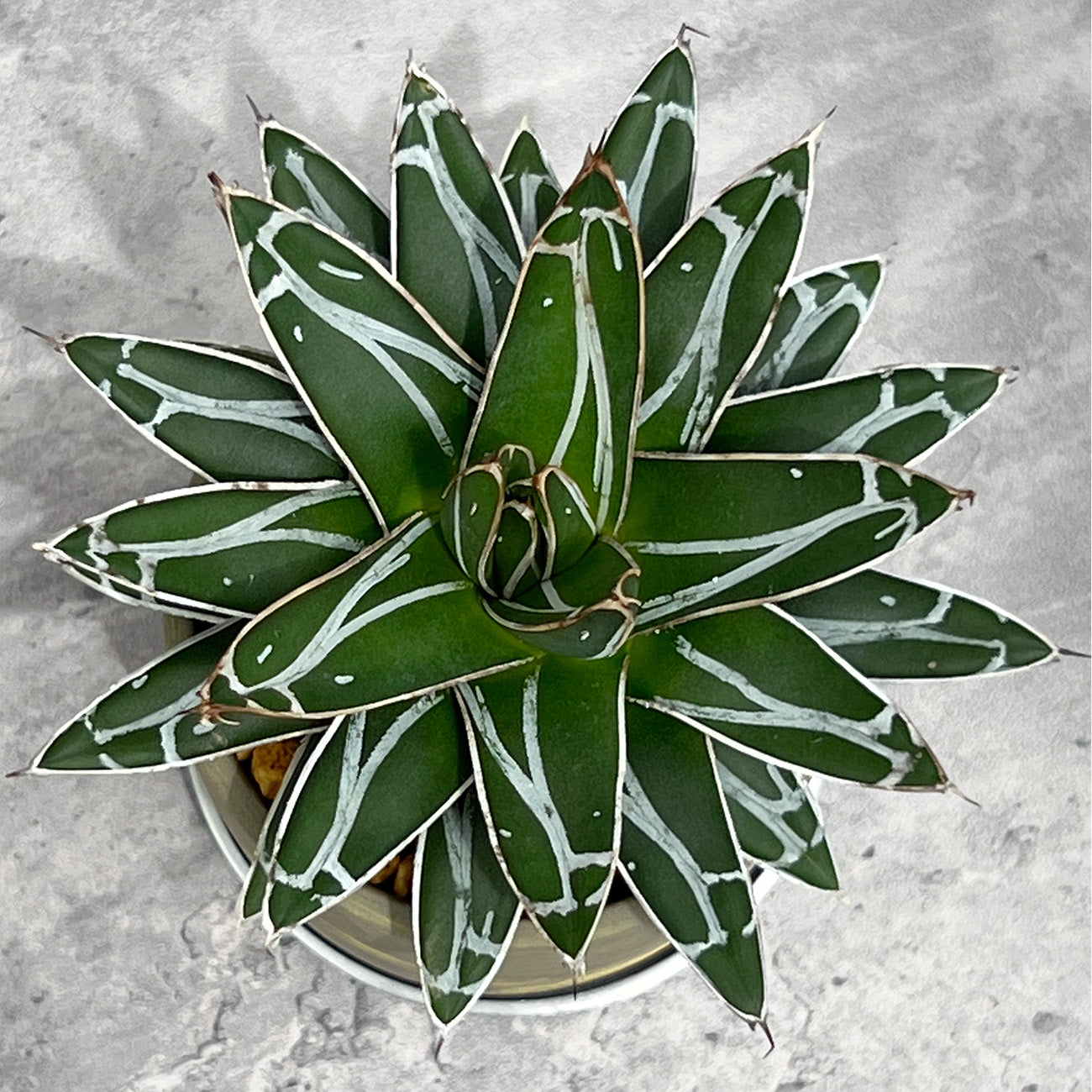 【現品販売】アガベ 笹雪 3号 SOIL POT 水ゴテ 陶器鉢 アルミ 受け皿
