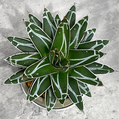 【現品販売】アガベ 笹雪 3号 SOIL POT 水ゴテ 陶器鉢 アルミ 受け皿