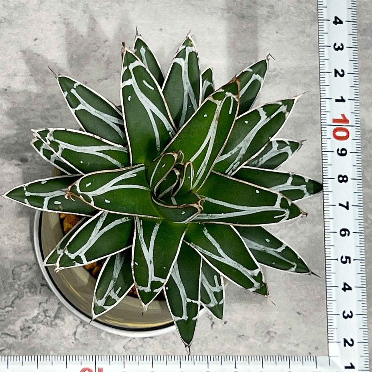 【現品販売】アガベ 笹雪 3号 SOIL POT 水ゴテ 陶器鉢 アルミ 受け皿
