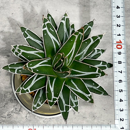 【現品販売】アガベ 笹雪 3号 SOIL POT 水ゴテ 陶器鉢 アルミ 受け皿