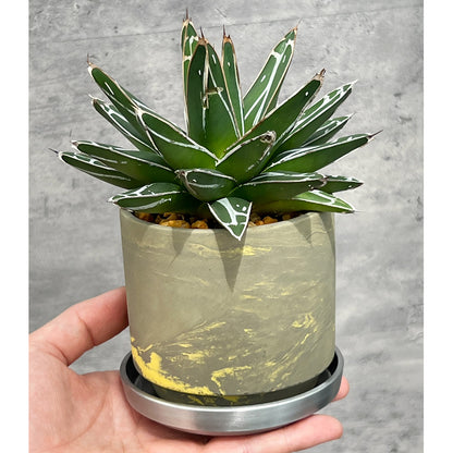 【現品販売】アガベ 笹雪 3号 SOIL POT 水ゴテ 陶器鉢 アルミ 受け皿