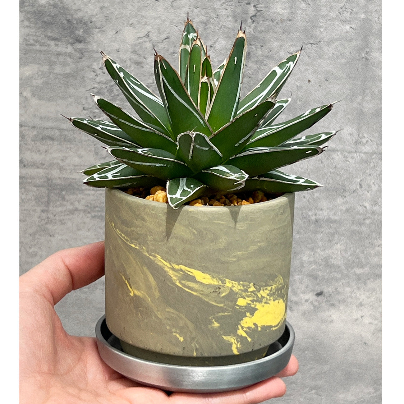 【現品販売】アガベ 笹雪 3号 SOIL POT 水ゴテ 陶器鉢 アルミ 受け皿