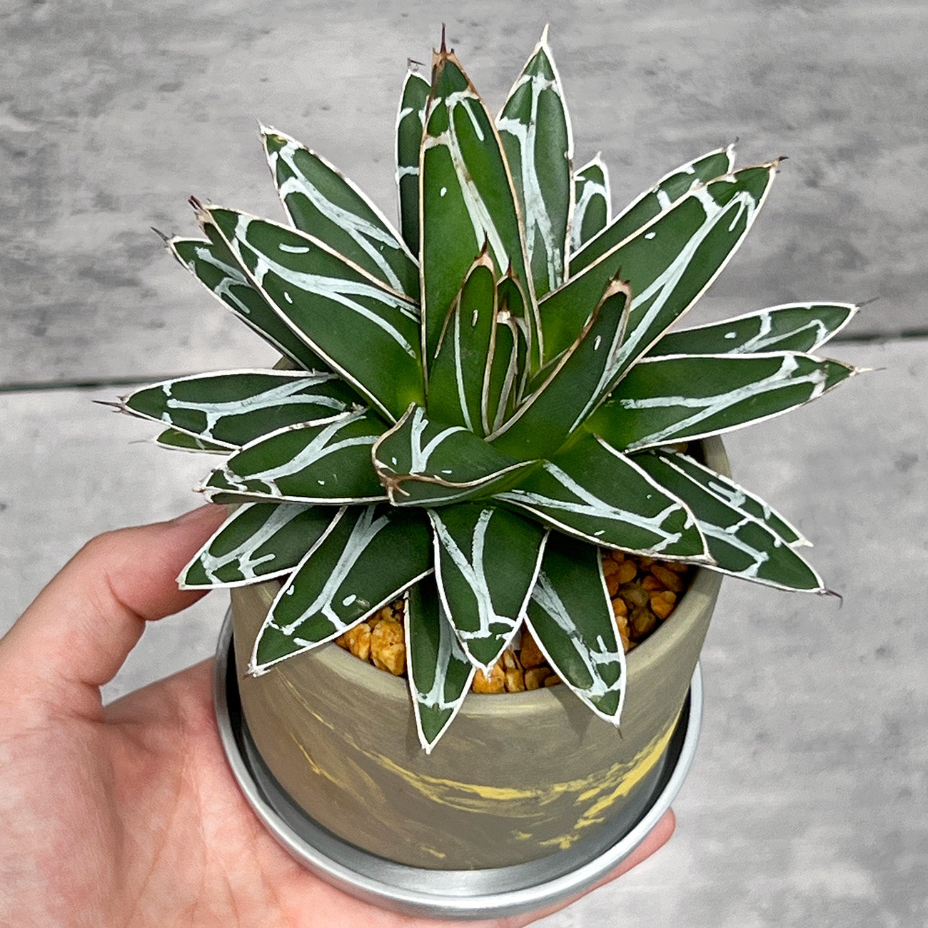 【現品販売】アガベ 笹雪 3号 SOIL POT 水ゴテ 陶器鉢 アルミ 受け皿