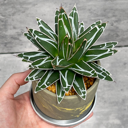 【現品販売】アガベ 笹雪 3号 SOIL POT 水ゴテ 陶器鉢 アルミ 受け皿