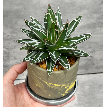 【現品販売】アガベ 笹雪 3号 SOIL POT 水ゴテ 陶器鉢 アルミ 受け皿