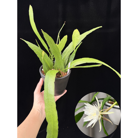 【一点もの】姫月下美人 4号 プラスチック鉢 BLACK PLASTIC POT 受け皿付き 1