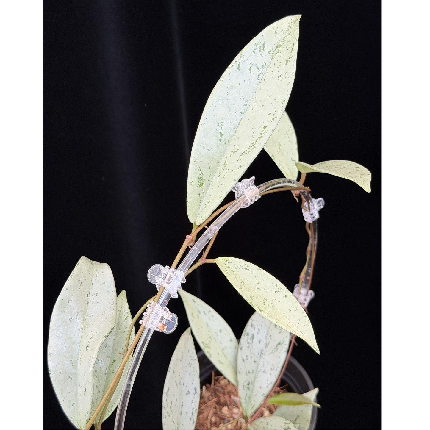 【一点もの】ホヤ プビカリクス シルバーゴースト 支柱仕立て Hoya Pubicalyx silver ghost 4号 スリット鉢 希少 レア ねこチップ