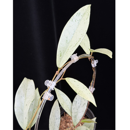 【一点もの】ホヤ プビカリクス シルバーゴースト 支柱仕立て Hoya Pubicalyx silver ghost 4号 スリット鉢 希少 レア ねこチップ
