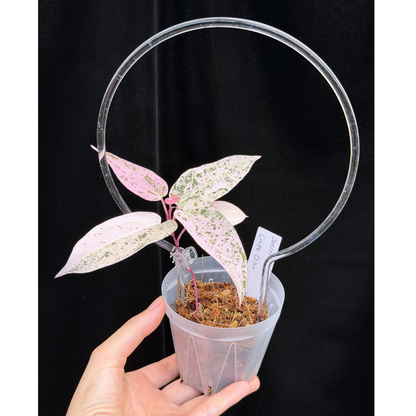 【一点もの】Dioscorea kerrii ‘Crape Color’ ねこチップSS植え クリア支柱Mサイズ仕立 激レア