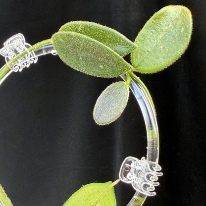 【一点もの】ホヤ トムソニー  Hoya thomsonii クリア支柱 Sサイズ仕立て