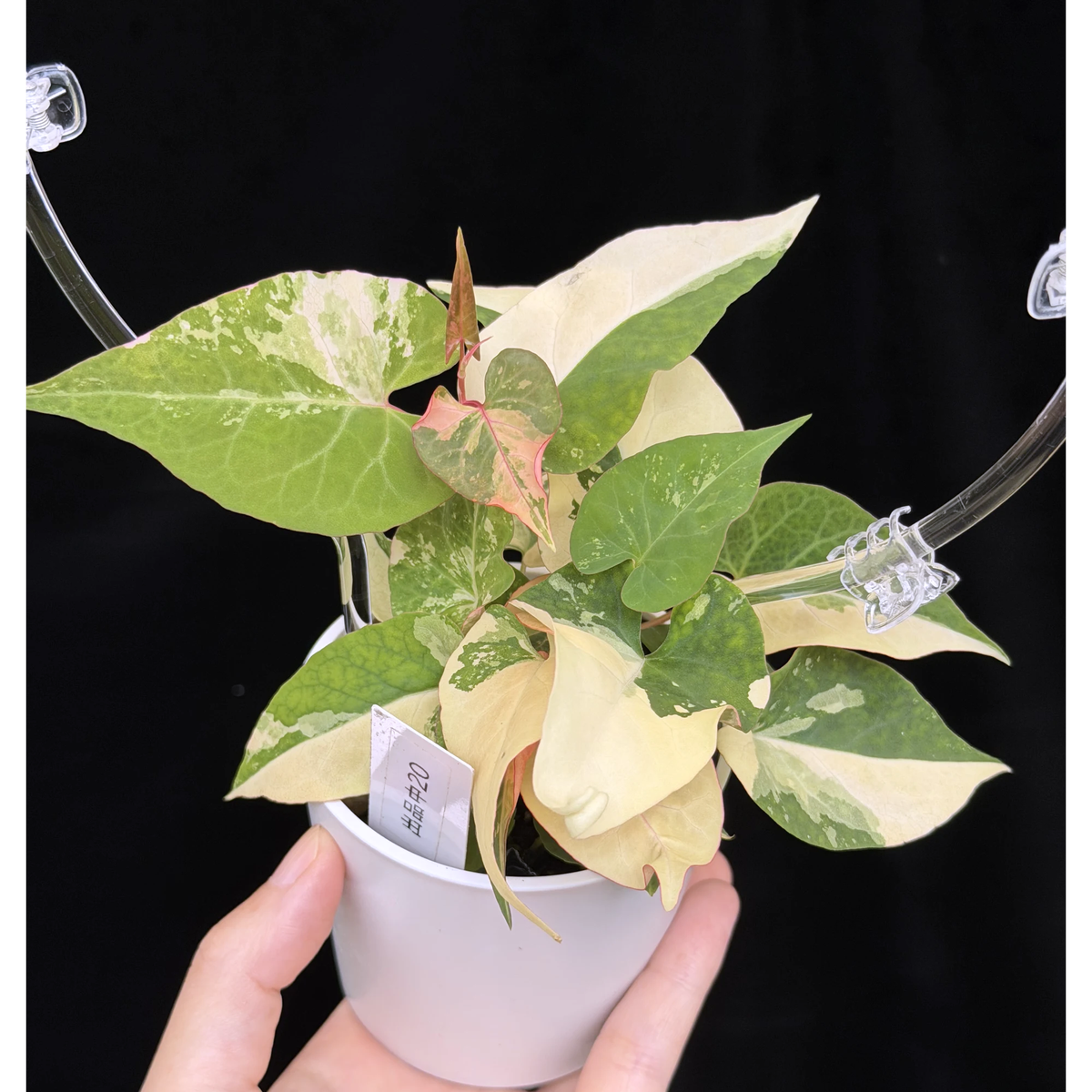 【一点もの】ファロピア マルチフローラ 斑入り クリア支柱Mサイズ仕立て Fallopia multiflora 'Variegata'　20