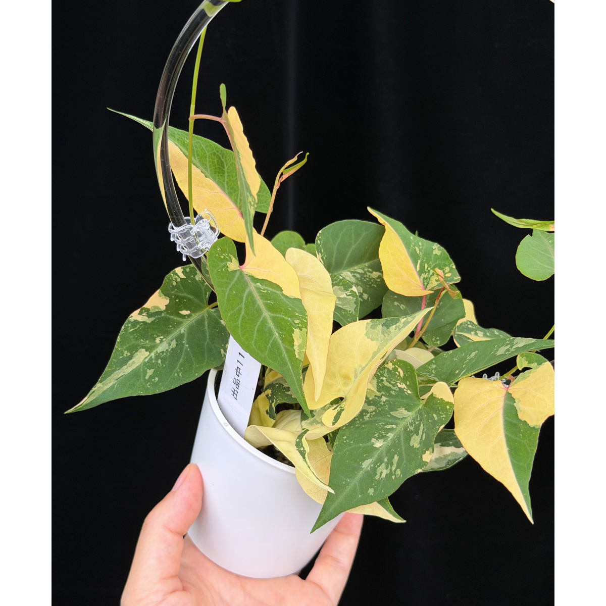 【一点もの販売】ファロピア マルチフローラ 斑入り クリア支柱Mサイズ仕立て Fallopia multiflora 'Variegata'　11