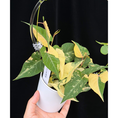 【一点もの販売】ファロピア マルチフローラ 斑入り クリア支柱Mサイズ仕立て Fallopia multiflora 'Variegata'　11